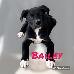 Photo of BAILEY