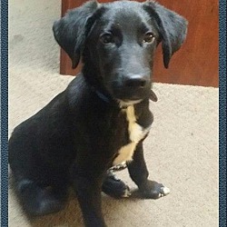 Thumbnail photo of Jasper 1 pending adoption #2
