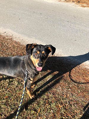 Savannah Ga Catahoula Leopard Dog Meet Bonsai A Pet For Adoption