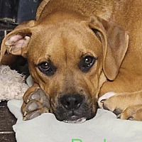 adopt a pet