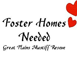 Thumbnail photo of FOSTERS NEEDED #2