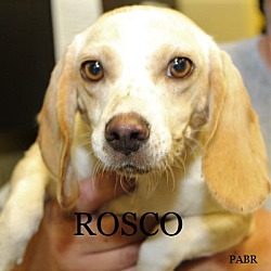 Photo of ROSCO