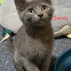 Thumbnail photo of Sandy #2