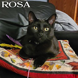 Photo of Rosa