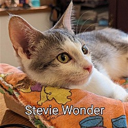 Thumbnail photo of Stevie Wonder #2