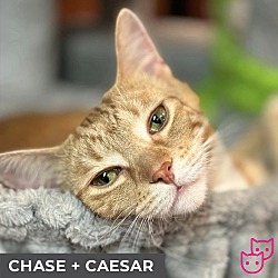 Thumbnail photo of Chase (bonded with Caesar) #2