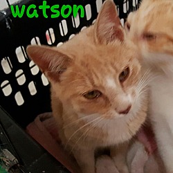 Thumbnail photo of Watson #2