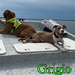 Thumbnail photo of Grigio #4