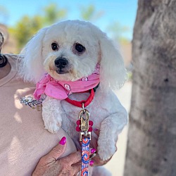 bonded pet photo