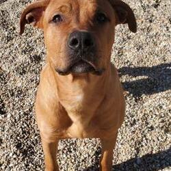 sheepdogs for sale in munster
