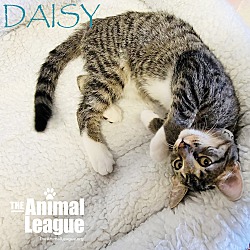 Thumbnail photo of Daisy #1