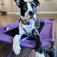 adopt a pet