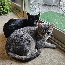 Photo of Moechi and Merlin