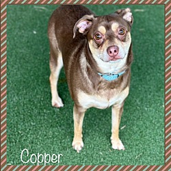 Thumbnail photo of COPPER (R) #2