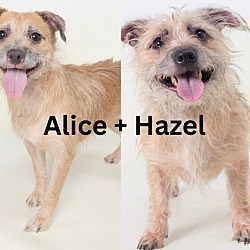 Thumbnail photo of Alice + Hazel #3