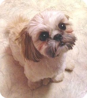 Mississauga, ON - Shih Tzu. Meet Ella a Pet for Adoption.