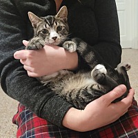 adopt a pet