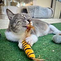 adopt a pet