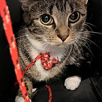 adopt a pet