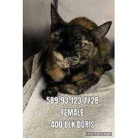 adopt-pet