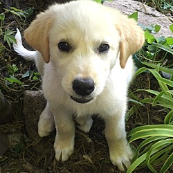 Thumbnail photo of Nala *Adopted #1