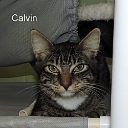Thumbnail photo of Calvin #1