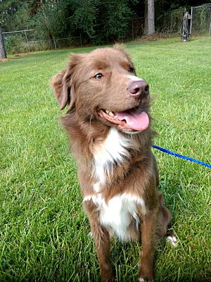 duck toller lab mix