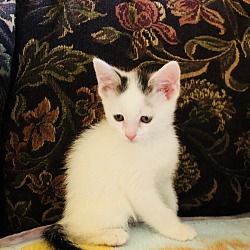 Thumbnail photo of Male Kitten #1