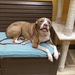 madison shelter jefferson animal county armelle