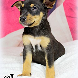 Thumbnail photo of Chex~adopted! #3