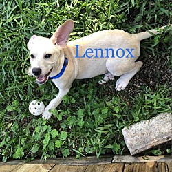 Thumbnail photo of Lennox #4