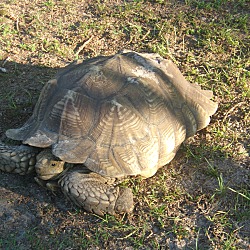 Thumbnail photo of Sulcata Tortoises-5 #2