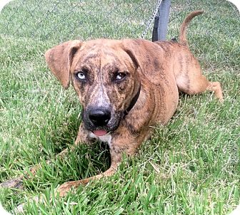 Kingwood, TX - Catahoula Leopard Dog. Meet Tiger a Pet for Adoption.