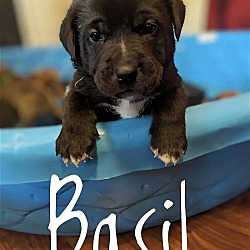 Photo of Puppy Basil