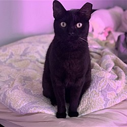 Photo of Tat Tat Puddy Cat