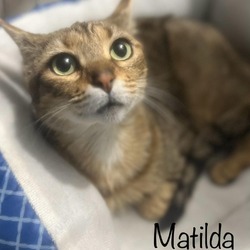 Photo of Matilda