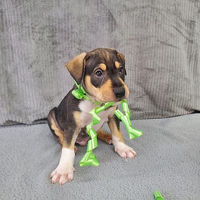 Alexandria, VA - Shar Pei/Mixed Breed (Medium). Meet Pollock (Artist ...