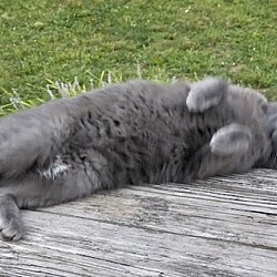 Thumbnail photo of Gray Kitty **COURTESY POST** #4