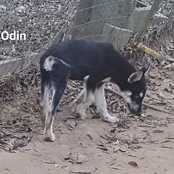 Thumbnail photo of Odin #2