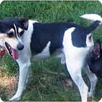 Adopted Pets At Almost Home Canine Rescue In Sioux Falls South Dakota