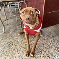 adopt a pet