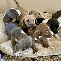adopt a pet