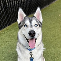 adopt a pet