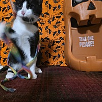 adopt a pet