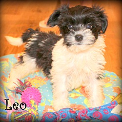 Thumbnail photo of Leo~adopted! #1