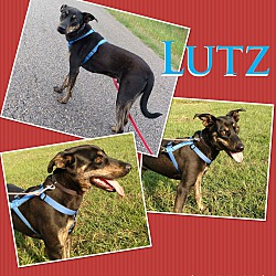 Thumbnail photo of Lutz #3