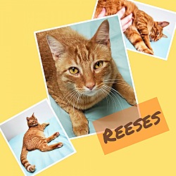 Photo of Reeses