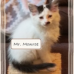 Photo of Mr, Monroe