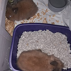 Photo of 7 baby bunnies