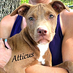 Thumbnail photo of Atticus ~ meet me! #1